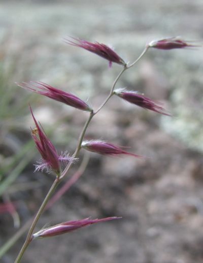 Bouteloua polymorpha, photographed by Carlos Martorell