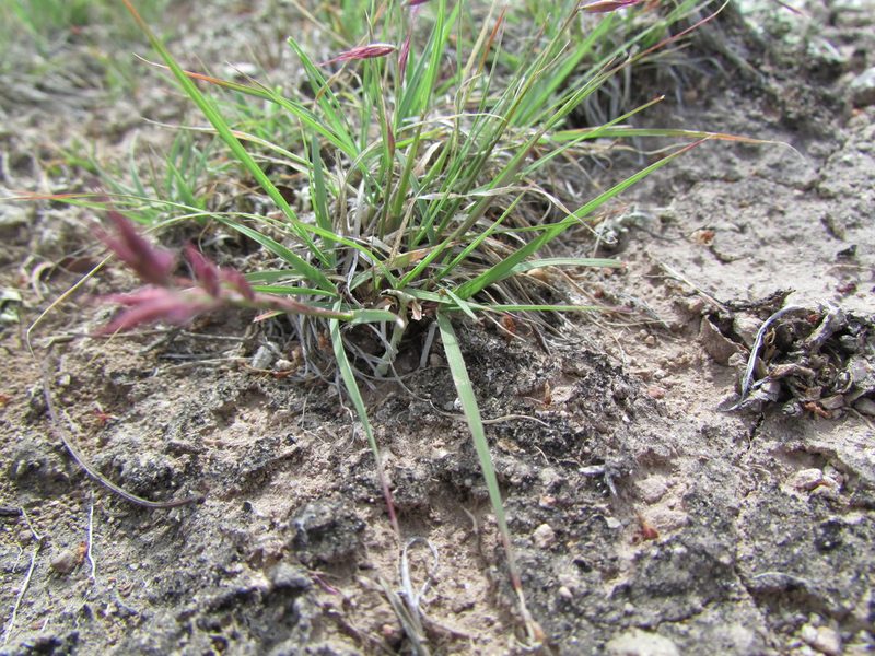 Bouteloua polymorpha, photographed by Carlos Martorell