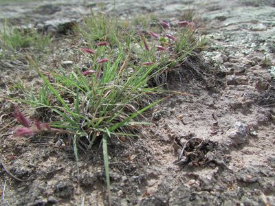 Bouteloua polymorpha, photographed by Carlos Martorell