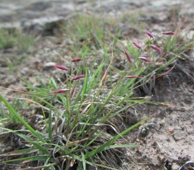 Bouteloua polymorpha, photographed by Carlos Martorell