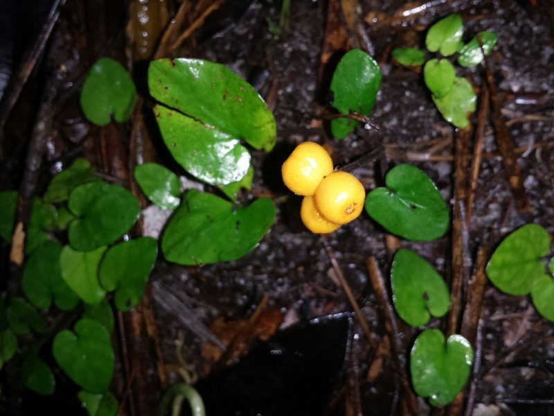 Puffia gerrardii, photographed by Romer N. Rabarijaona