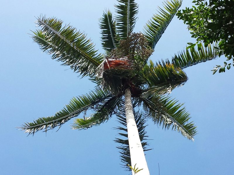 Chrysalidocarpus lastellianus, photographed by Romer N. Rabarijaona