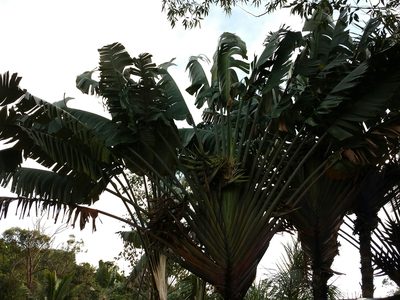 Ravenala madagascariensis, photographed by Romer N. Rabarijaona