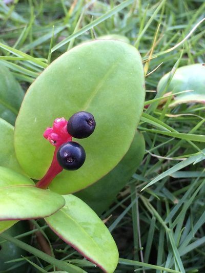 Guapira pernambucensis, photographed by B. Phalan