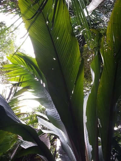 Marojejya darianii, photographed by Romer N. Rabarijaona