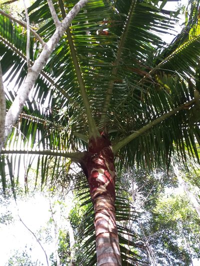Chrysalidocarpus lastellianus, photographed by Romer N. Rabarijaona