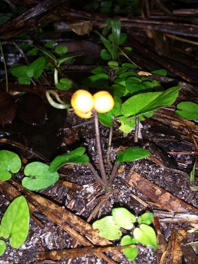 Puffia gerrardii, photographed by Romer N. Rabarijaona