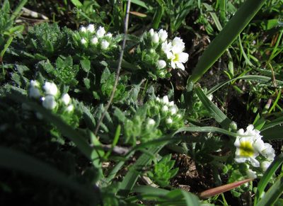Euploca foliosissima, photographed by Carlos Martorell