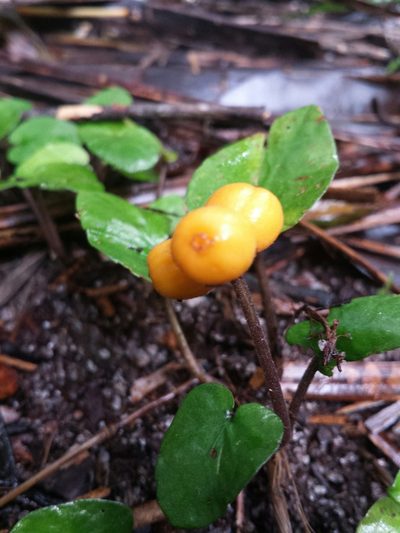 Puffia gerrardii, photographed by Romer N. Rabarijaona