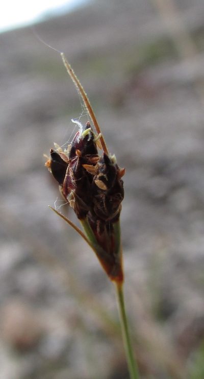 Bulbostylis tenuifolia, photographed by Carlos Martorell