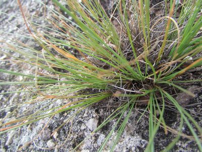 Bulbostylis tenuifolia, photographed by Carlos Martorell