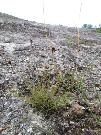 Bulbostylis tenuifolia, photographed by Carlos Martorell