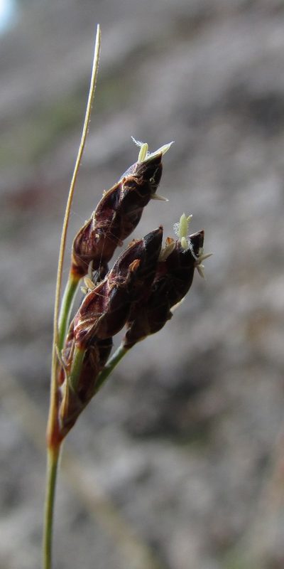 Bulbostylis tenuifolia, photographed by Carlos Martorell