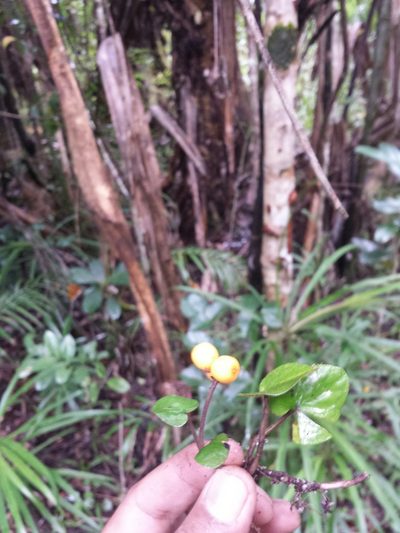 Puffia gerrardii, photographed by Romer N. Rabarijaona