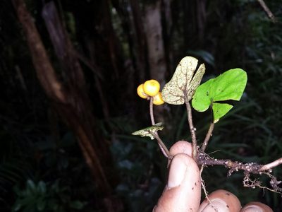 Puffia gerrardii, photographed by Romer N. Rabarijaona