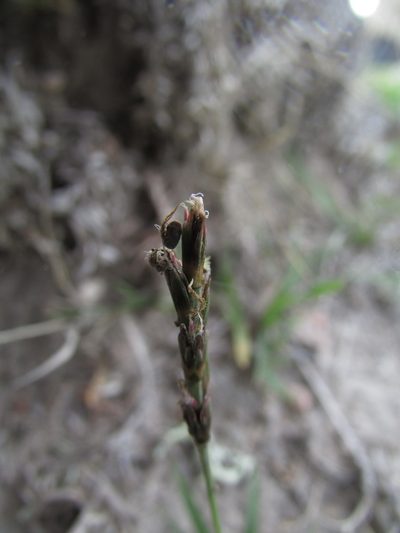 Hilaria cenchroides, photographed by Carlos Martorell