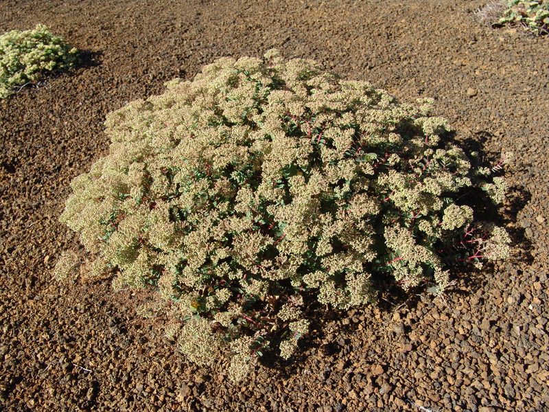 Euphorbia origanoides, photographed by drew_avery