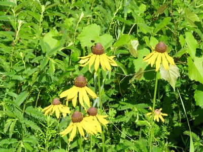 Rudbeckia grandiflora, photographed by Laura Clark