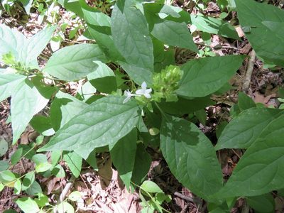 Yeatesia viridiflora, photographed by Laura Clark