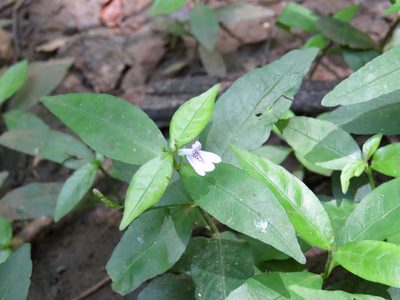 Justicia lanceolata, photographed by Laura Clark