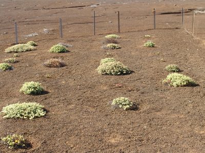 Euphorbia origanoides, photographed by drew_avery