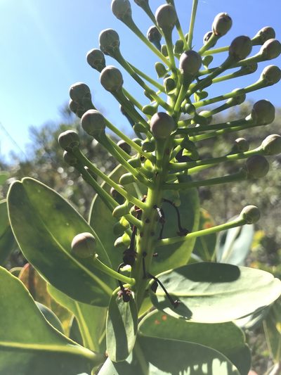 Schwartzia adamantium, photographed by william_hoyer