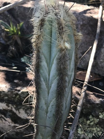 Pilosocereus fulvilanatus, photographed by william_hoyer