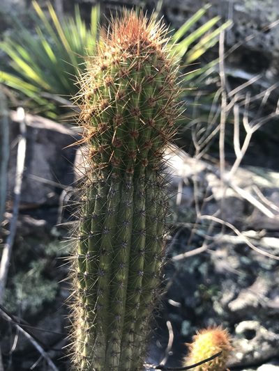 Cipocereus minensis, photographed by william_hoyer