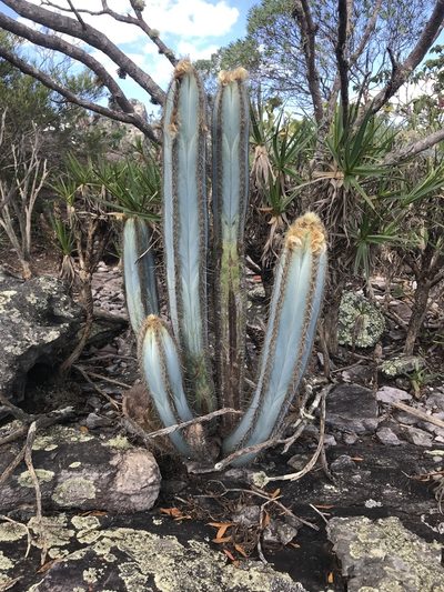 Pilosocereus fulvilanatus, photographed by william_hoyer