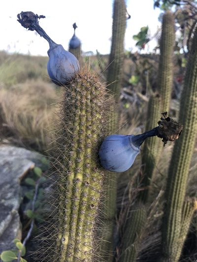Cipocereus minensis, photographed by william_hoyer