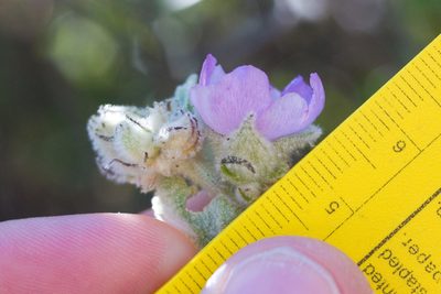 Malacothamnus fremontii, photographed by Ken-ichi Ueda