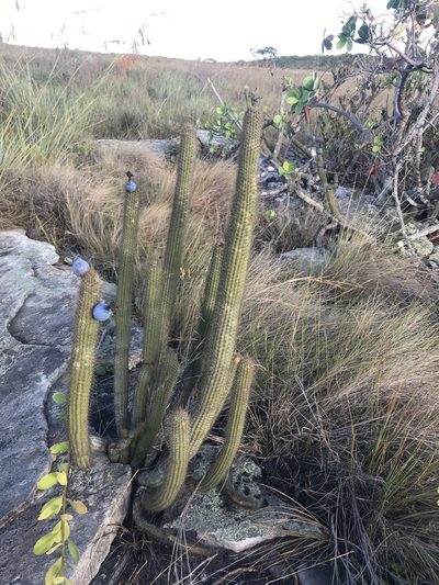 Cipocereus minensis, photographed by william_hoyer