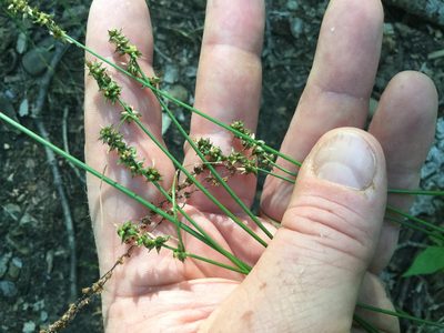 Carex retroflexa, photographed by Summit Metro Parks
