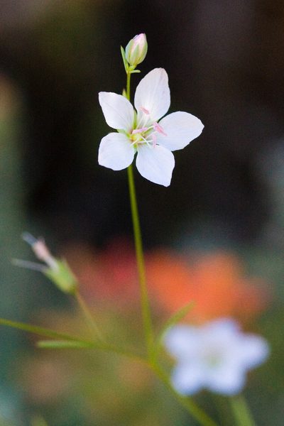 Linum californicum, photographed by Ken-ichi Ueda