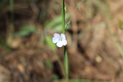 Linum narbonense, photographed by Fabien Piednoir