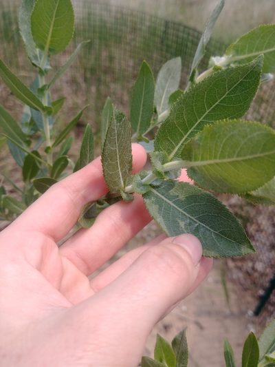 Salix cordata, photographed by Katie Kucera