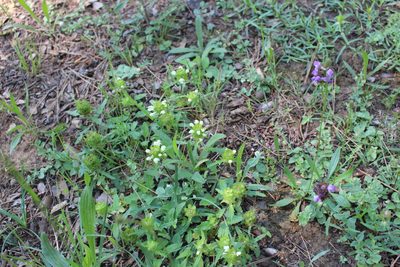 Prunella hyssopifolia, photographed by Fabien Piednoir