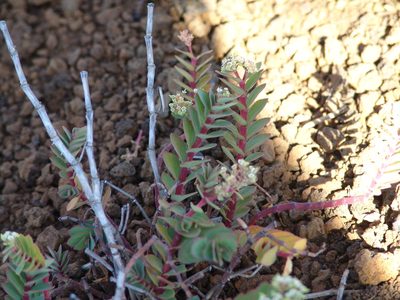 Euphorbia origanoides, photographed by drew_avery