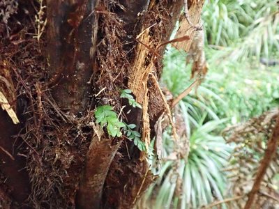 Tmesipteris lanceolata, photographed by Jenny Christianson