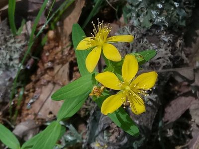 Hypericum australe, photographed by Karim Haddad