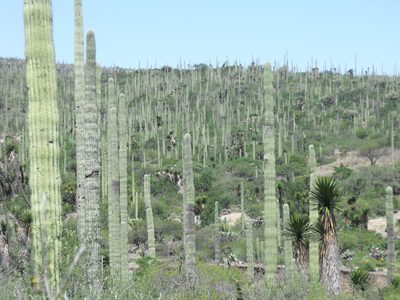 Cephalocereus tetetzo, photographed by Tereka Lasso