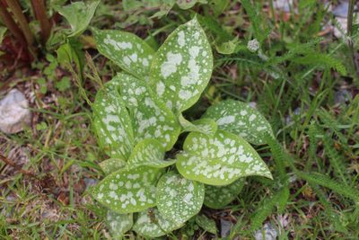 Pulmonaria saccharata, photographed by Fabien Piednoir