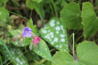 Pulmonaria saccharata, photographed by Fabien Piednoir