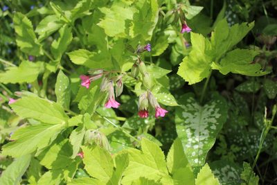 Pulmonaria saccharata, photographed by Fabien Piednoir