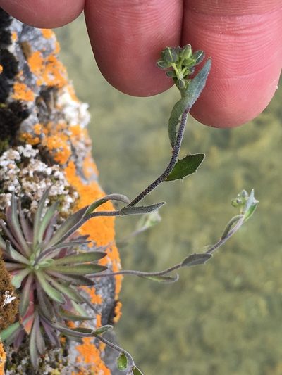 Draba arabisans, photographed by Derek