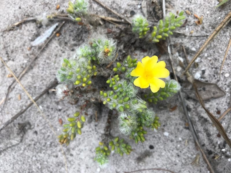 Portulaca hirsutissima, photographed by william_hoyer