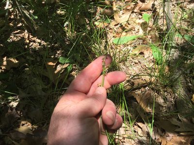 Carex retroflexa, photographed by Summit Metro Parks