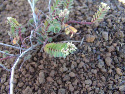Euphorbia origanoides, photographed by drew_avery