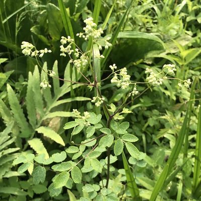 Thalictrum revolutum, photographed by Summit Metro Parks