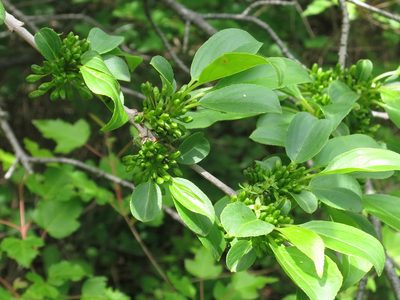 Rhamnus davurica, photographed by Repina Tatyana